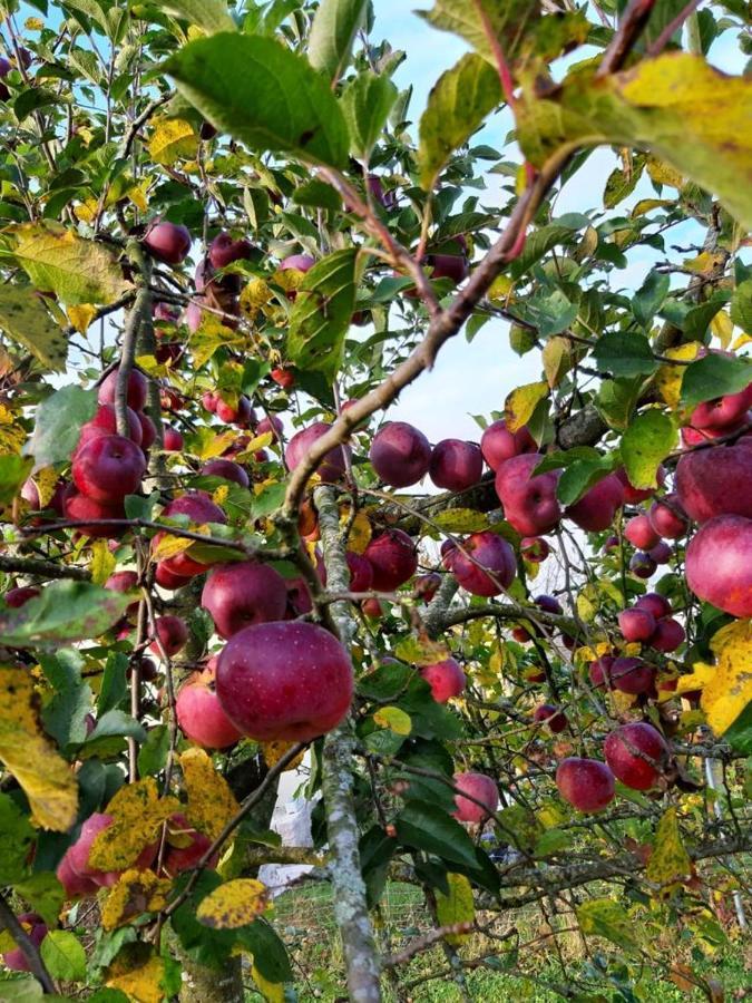 Schoenauerhof- Urlaub Im Gruenen Aber Doch In Der Stadt Pasov Exteriér fotografie